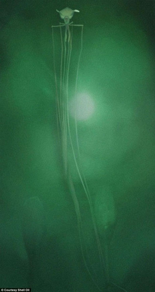 Picture 1 of Discovered a giant 8-meter alien ink