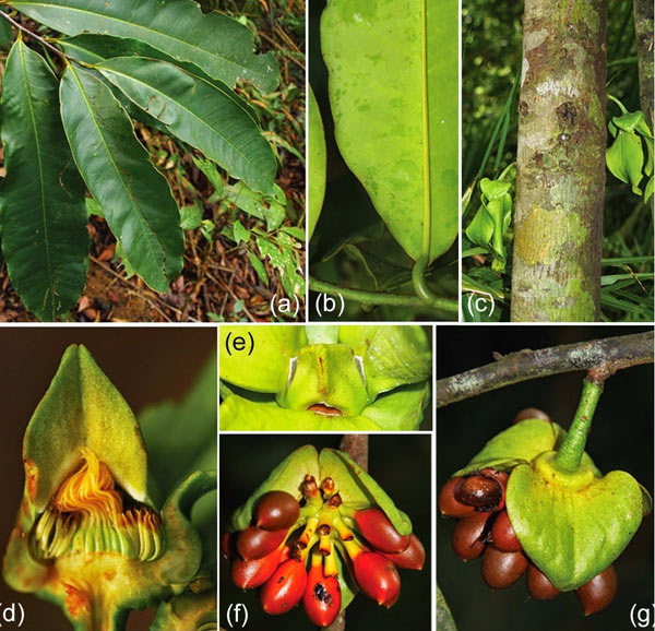 Picture 1 of Discovered a new plant species in Hon Ba-Khanh Hoa nature reserve