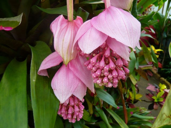 Picture 1 of Discovered a new rare flowering plant in Fiji