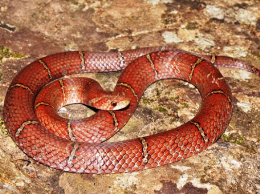 Picture 1 of Discovered a new red snake species in Cambodia