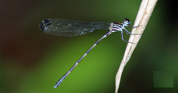 Picture 2 of Discovered a new species of dragonfly in northern Vietnam