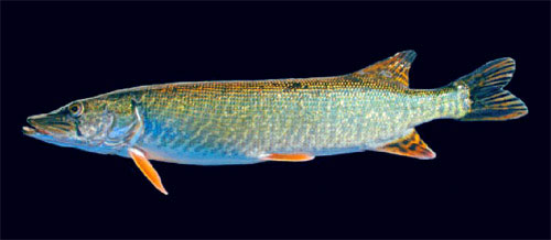 Picture 1 of Discovered a new species of fish in France