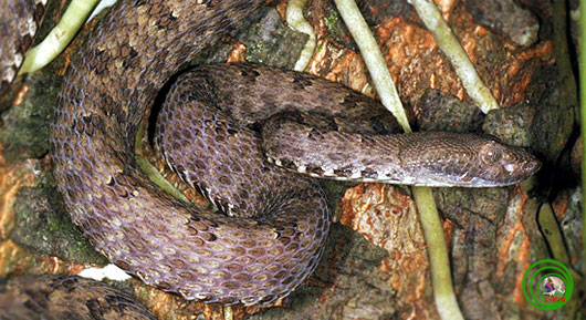 Picture 1 of Discovered a new species of green snake in Cao Bang