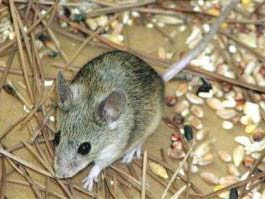 Discovered a new species of rat in Cyprus images 1