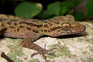 Picture 1 of Discovered a new species with 54 large scales of the gecko family