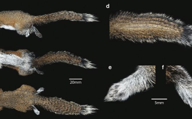 Discovered a new squirrel species in Vietnam images 1