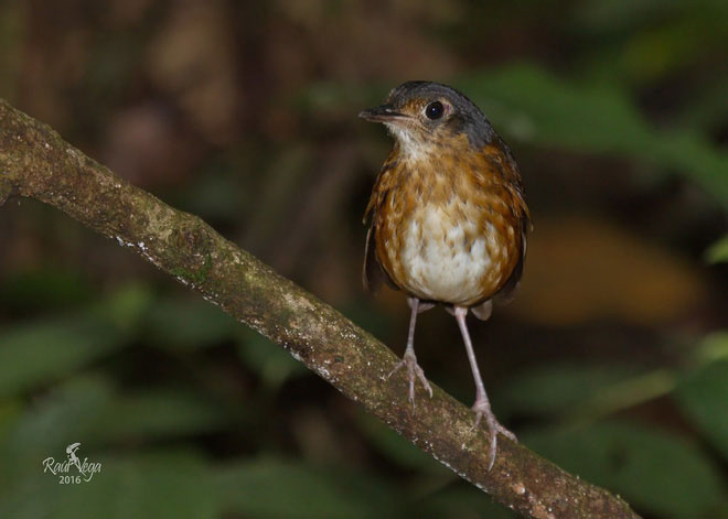 Picture 1 of Discovered a new 'super shy' bird in Colombia