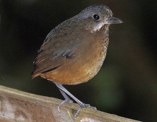 Picture 2 of Discovered a new 'super shy' bird in Colombia