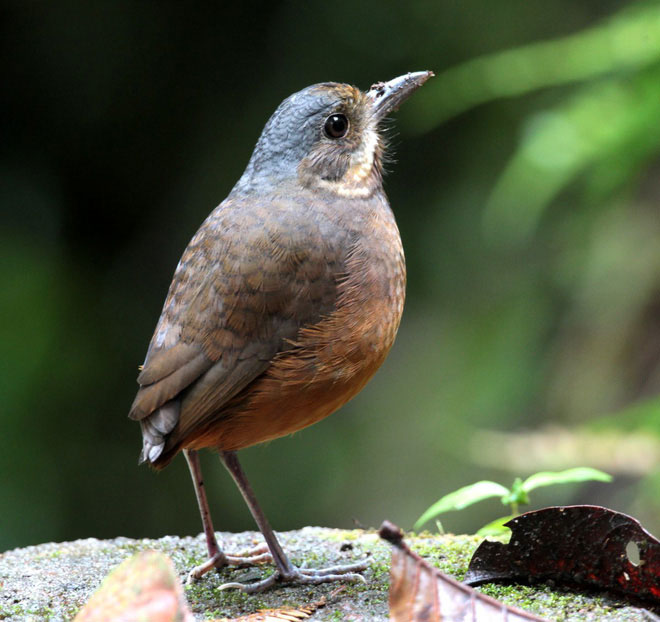 Picture 3 of Discovered a new 'super shy' bird in Colombia