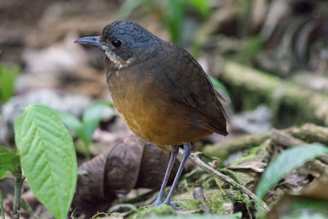Picture 4 of Discovered a new 'super shy' bird in Colombia
