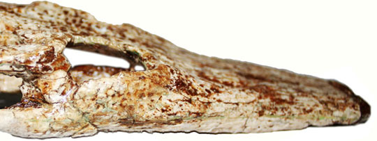 Picture 1 of Discovered a prehistoric crocodile species in Thailand