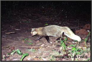 Picture 1 of Discovered a rare species of civet in Tanzania - Africa