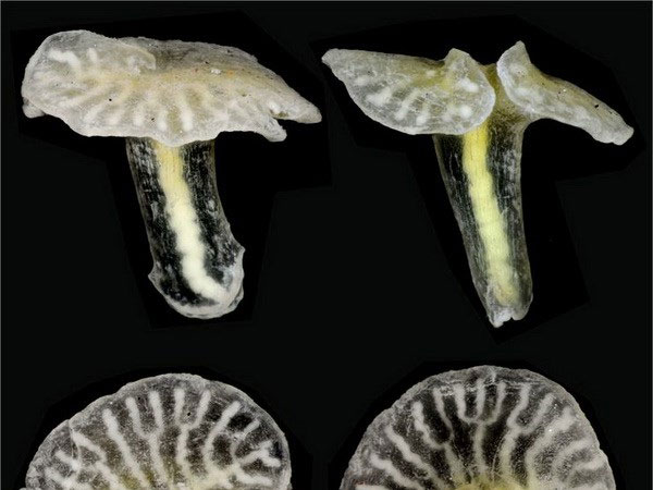 Picture 1 of Discovered a strange mushroom creature off Australia