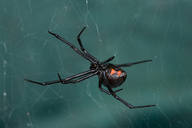 Picture 2 of Discovered a strange virus that carries the gene of the black spider