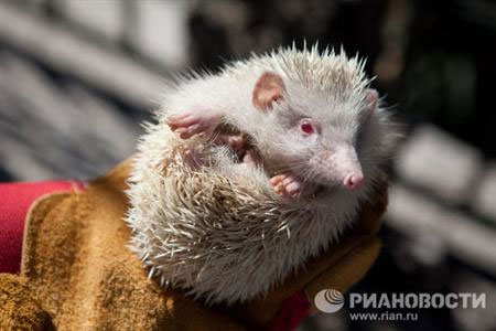 Picture 1 of Discovered albino porcupine in Russia