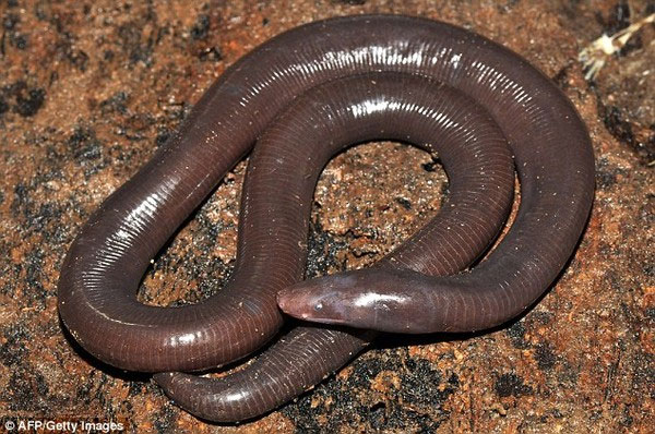 Picture 1 of Discovered an exotic snake hybrid worm in Cambodia