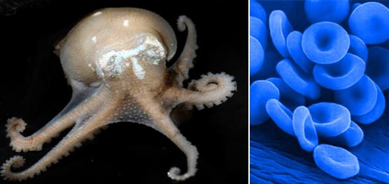 Picture 1 of Discovered animals with strange blue blood