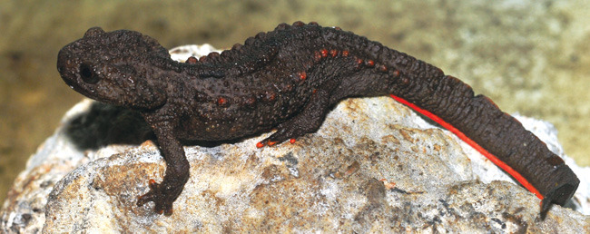 Picture 1 of Discovered another species of toad fish in Vietnam