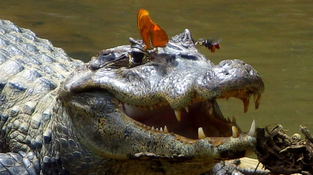 Picture 3 of Discovered butterflies drink bird tears