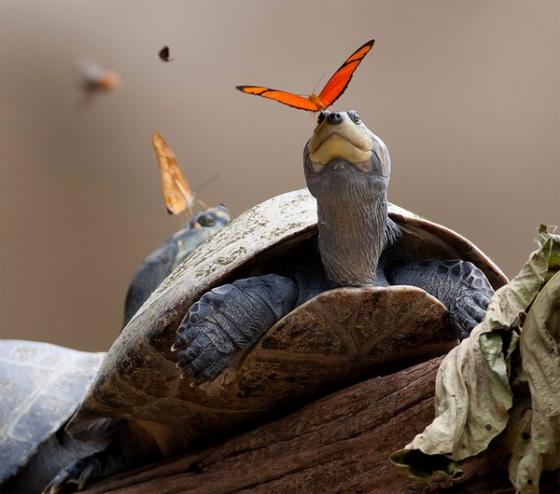 Picture 5 of Discovered butterflies drink bird tears