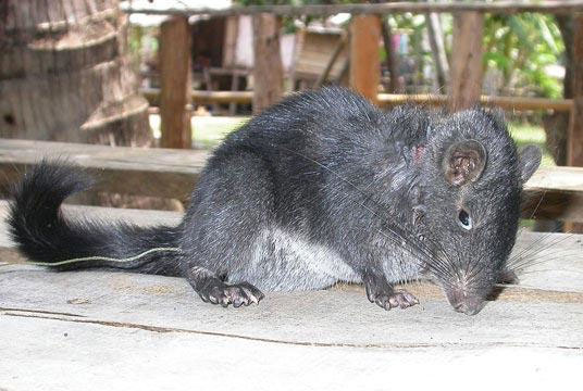 Picture 1 of Discovered 'extinct 11 million years' rock mouse