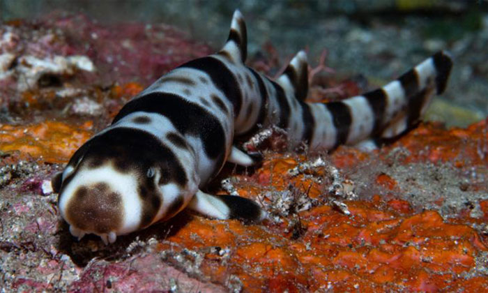 Picture 1 of Discovered four new species of sharks