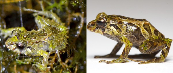 Picture 1 of Discovered frog species capable of