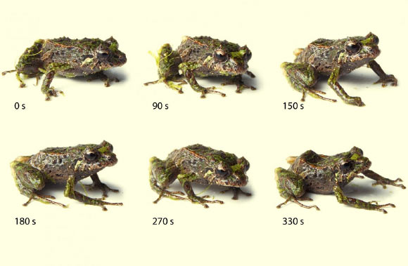 Picture 2 of Discovered frog species capable of