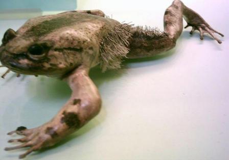 Picture 1 of Discovered frogs with feathers and sharpness