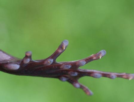 Picture 2 of Discovered frogs with feathers and sharpness
