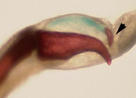 Picture 3 of Discovered frogs with feathers and sharpness