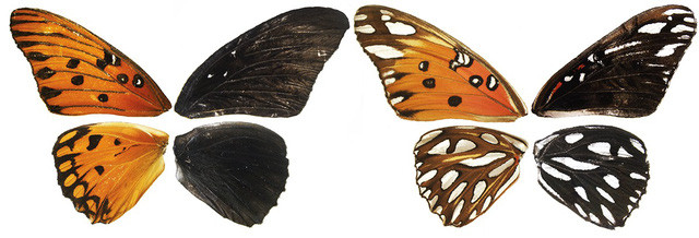 Picture 1 of Discovered genes controlling colors and patterns on butterfly wings