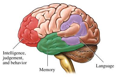 Picture 1 of Discovered genes that cause dementia in humans