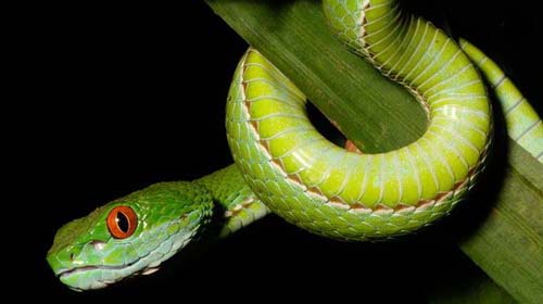 Picture 1 of Discovered green snakes with 'ruby' eyes in Vietnam