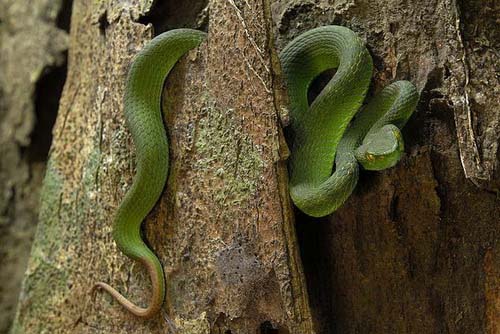 Picture 2 of Discovered green snakes with 'ruby' eyes in Vietnam