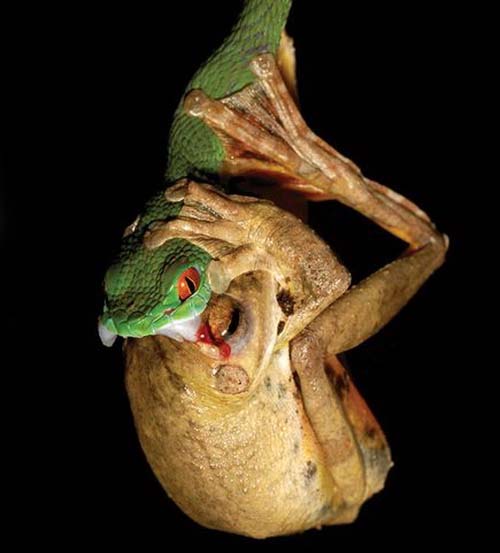 Picture 3 of Discovered green snakes with 'ruby' eyes in Vietnam