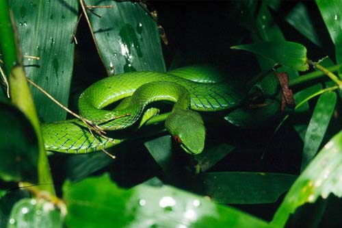 Picture 4 of Discovered green snakes with 'ruby' eyes in Vietnam