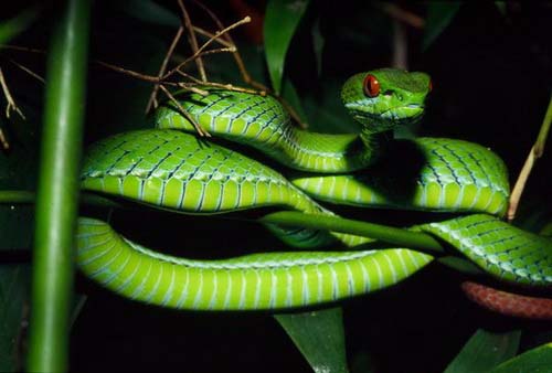 Picture 5 of Discovered green snakes with 'ruby' eyes in Vietnam