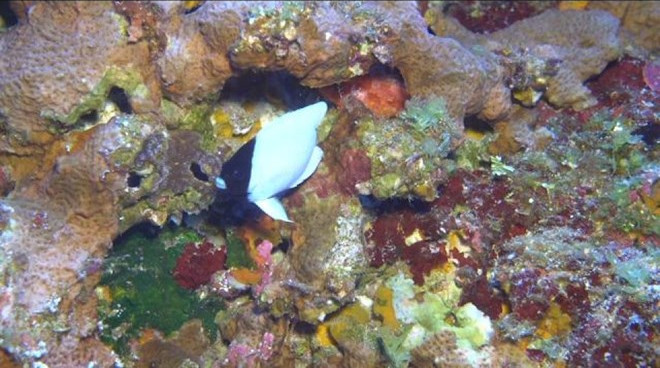 Picture 1 of Discovered Hawaiian Porpoise