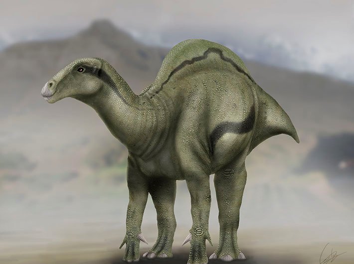 Picture 2 of Discovered humped dinosaurs like camels in Spain