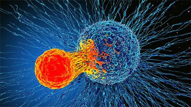Picture 1 of Discovered immune mechanism 'can treat all types of cancer'