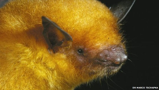 Picture 1 of Discovered iridescent bats in Bolivia