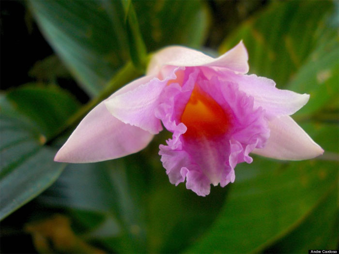 Picture 2 of Discovered many new plant-winter in the Amazon forest