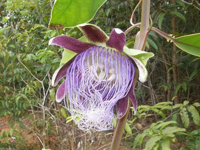 Picture 8 of Discovered many new plant-winter in the Amazon forest