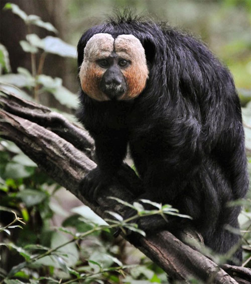 Picture 1 of Discovered new 5 species of