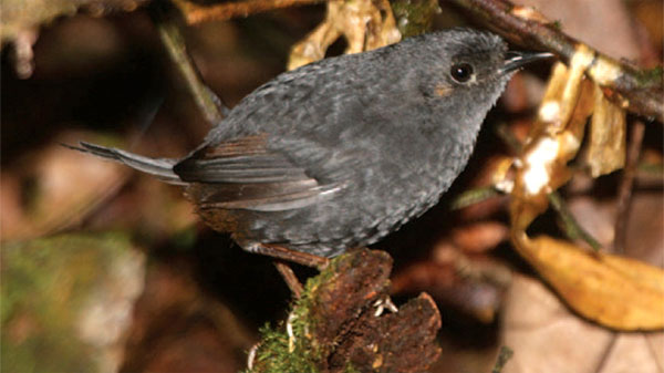 Picture 1 of Discovered new birds in Brazil