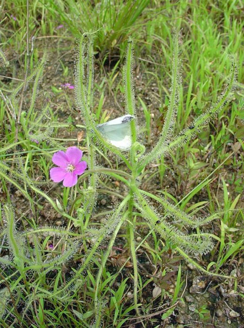Picture 1 of Discovered new carnivorous plants in Japan