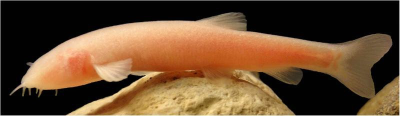 Picture 1 of Discovered non-eye fish in Iraq