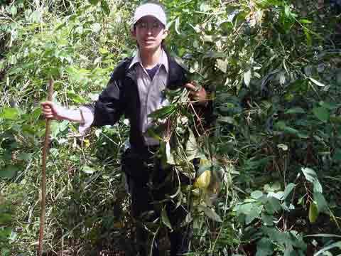 Picture 1 of Discovered plants that cure cancer