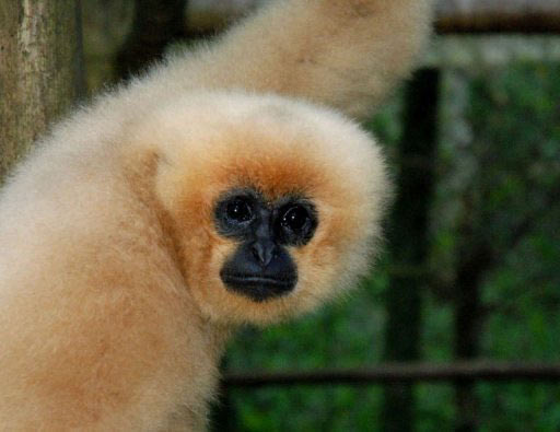 Picture 1 of Discovered rare gibbon species in Indochina